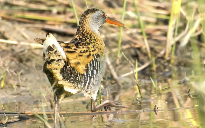 Duck-like Birds